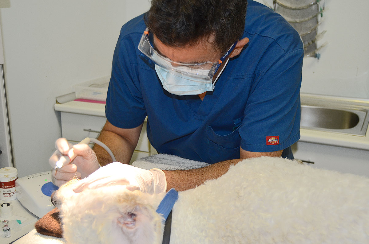 ODONTOLOGÍA